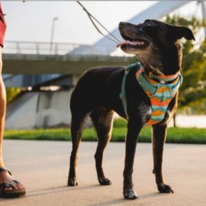 Ruffwear Front Range Dog Harness - Great Padded Everyday Harness With D-Ring