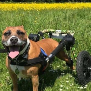 Dog Wheelchair UK - Walkin Wheels