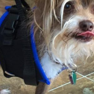 Walkabout Front Amputee Dog Harness