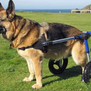 German Shepherd Dog Wheelchair UK - Walkin Wheels