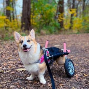 Corgi Dog Wheelchair UK