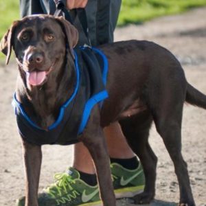 Walkabout Front Lift Walking Dog Harness