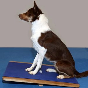 FitPaws Giant Rocker Board 30" x 30"