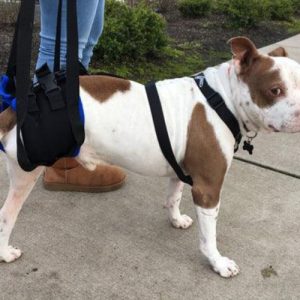 Walkabout Rear Amputee Dog Harness
