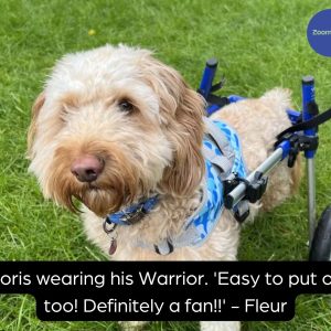 Front Warrior Harness For Best Fit - Comfortable & Durable (Walkin Wheelchair)