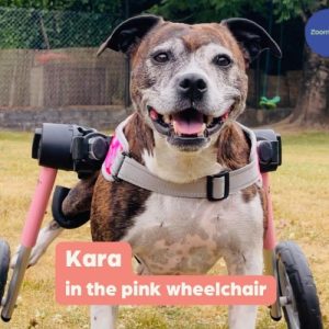 Staffy Dog Wheelchair UK