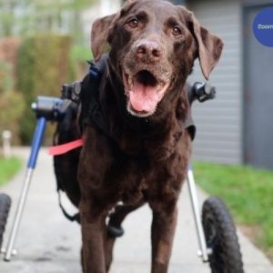 Labrador & Golden Retriever Dog Wheelchair UK