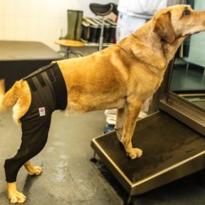 Dog Protection Medical Cover Premium - Rear Leg (made by Scandi Orthopedic)