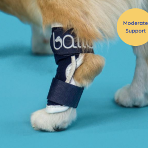 Balto® Hock - Dog Hock Splint Brace (moderate support)