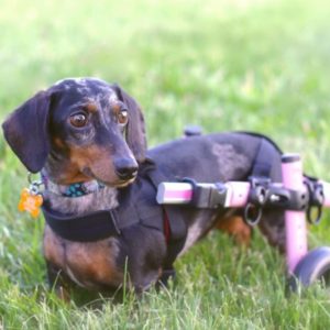 Dachshund Dog Wheelchair UK