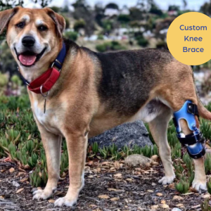 Custom Knee Brace for Your Dog UK - For Cruciate Ligaments, Arthritis or Weak Knees