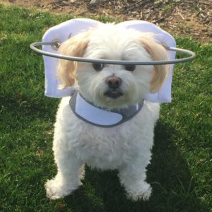 Muffin's Halo for Blind Dogs (blue)