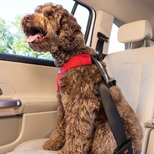 Sleepypod Clickit Sport Plus Dog Travel Harness - Keep Your Dog Safe In and Out Of The Car