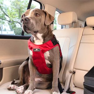 Sleepypod Clickit Dog Harness Terrain Plus - Car Safe Harness For Your Dog