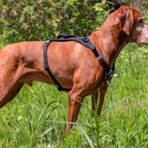 FitPaws Made to Move Front Dog Harness and Lead - Black