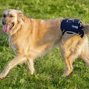 Balto® Life - Dog Hip Dysplasia Brace