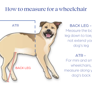Rear Amputee Dog Wheelchair by Walkin Wheels