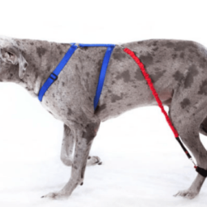 Biko Physio Dog Brace (Nerve Damage or CDRM)