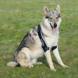 Balto® Soft Double - Support Both Elbows with a Dog Elbow Brace (moderate)