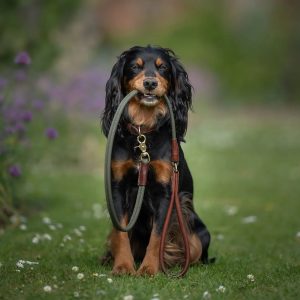 Dog Leads