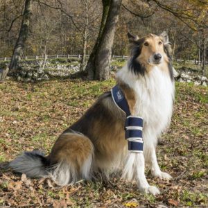 Balto® Soft - Single Dog Elbow Brace (moderate support)