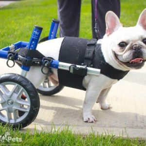 Walkin Front Vest for Small Dog Wheelchairs