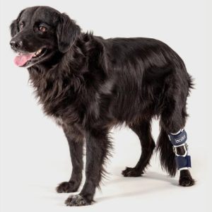 Balto Flexor Adjustable Hock Brace for Dogs (moderate)