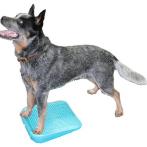 FitPaws Balance Ramp 14" - Aqua