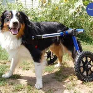 Border Collie Dog Wheelchair UK