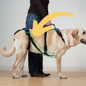 Help Em Up Anti Rotation Device - For Three Legged Dogs - Secure Harness in Place