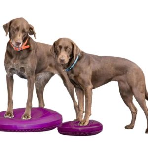 FitPaws Balance Disc 14", 18" or 22" - Blue or Razzleberry
