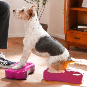FitPaws Bone Mini (Set of 2) - Razzleberry, Blue or Mango