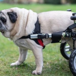 Pug Dog Wheelchair UK - Walkin Wheels