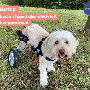 Cockapoo Dog Wheelchair UK