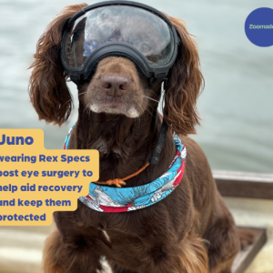 Rex Specs Dog Goggles - For Active and Blind Dogs (Black, Pink, Blue, Orange or Tan)