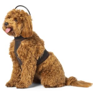 Assisi LOOP Calmer Canine - Try Using PEMF Pulses to Calm Your Dog