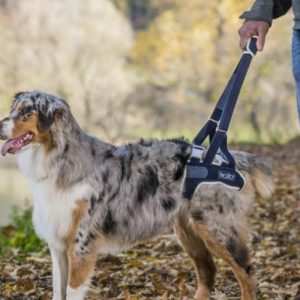 Balto® Up - Dog Rear Harness Support