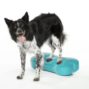 FitPaws Bone Regular - Purple, Orange, Aqua, Razzleberry, Sky Blue or Green