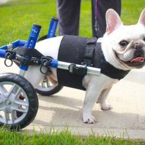 French Bulldog Dog Wheelchair UK - Walkin Wheels