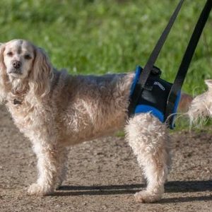 Walkabout Rear Lift Walking Dog Harness